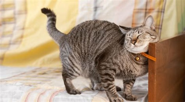 Why is my cat dragging her but on the floor?
