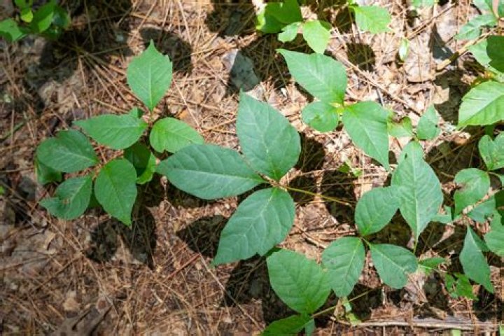 Why is my devil's ivy not growing?
