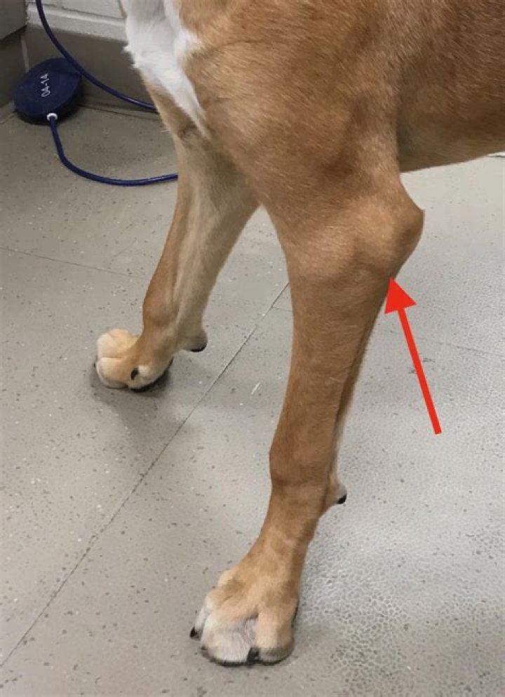 Why is my dog limping on back left leg?