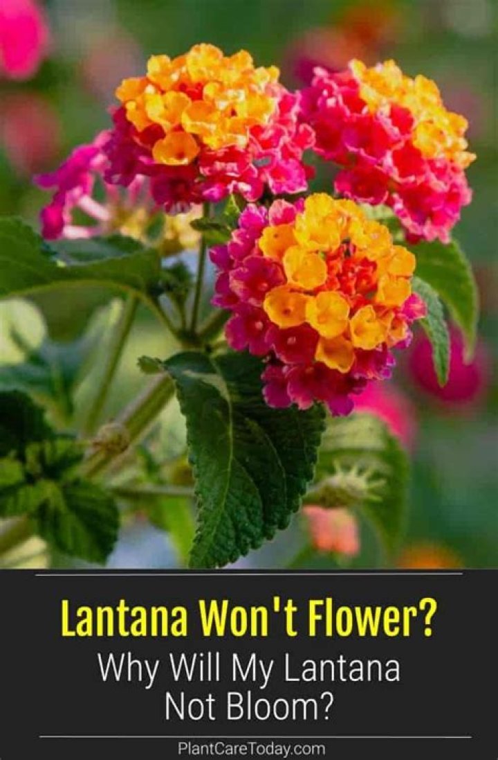 Why is my lantana not flowering
