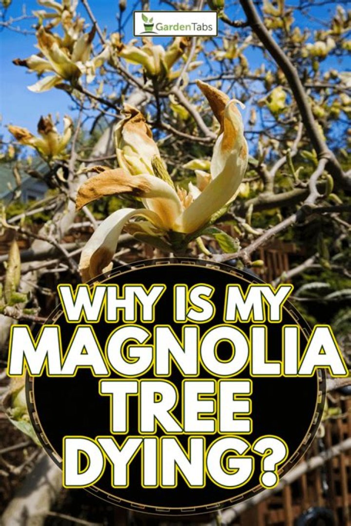 Why is my magnolia tree dropping so many leaves