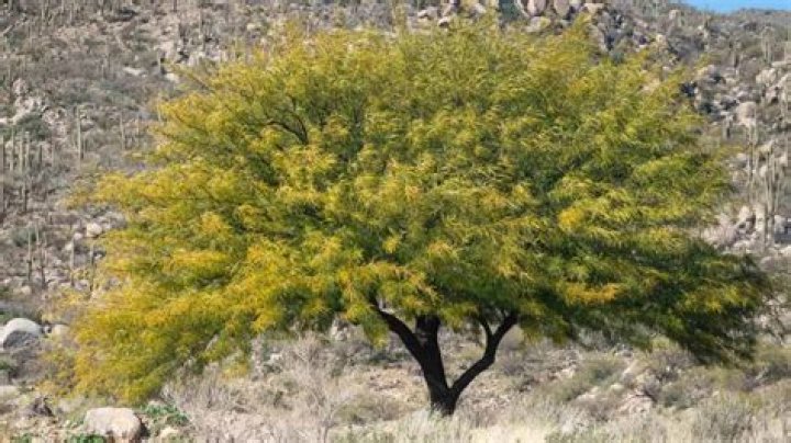 Why is my mesquite tree turning yellow?