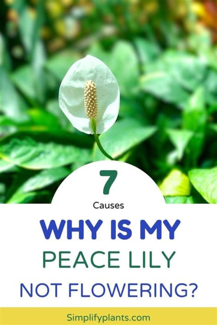 Why is my peace lily not flowering