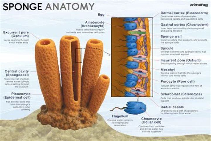 Why is sponge Labelled as a soft material