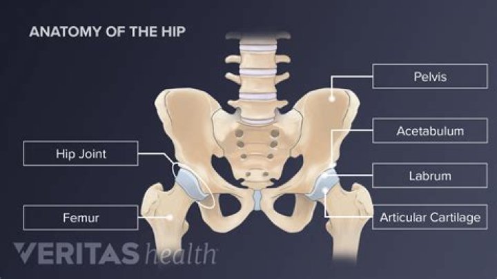 Why is the hip joint important