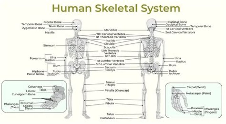 Why is the skeletal system important to the human body?