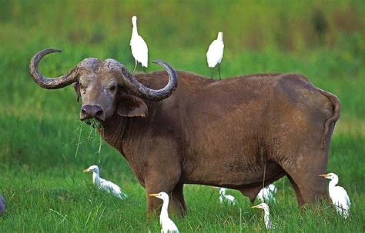Why the egret takes a ride on a buffalo?