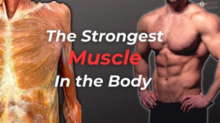Why tongue is the strongest muscle?
