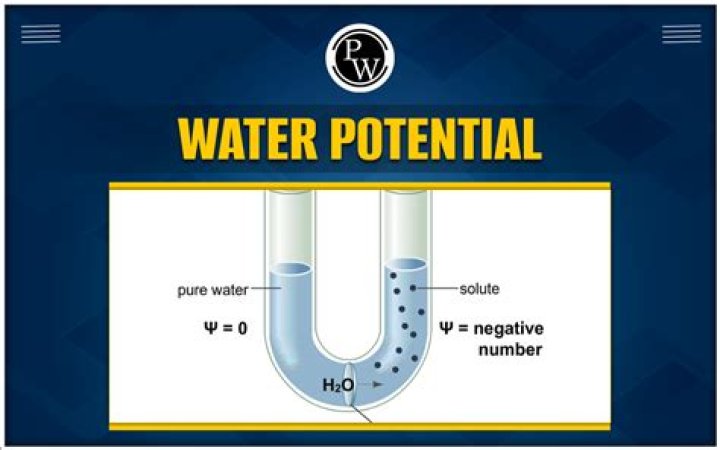 Why water potential of a cell is always negative