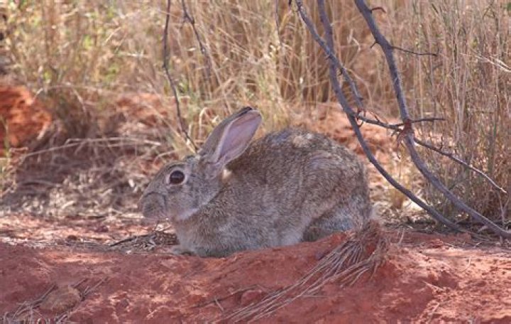 Why were the European rabbits introduced to Australia