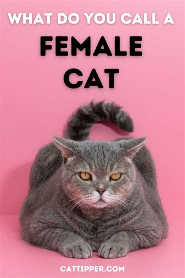 Why would a female cat drag her bottom on the floor