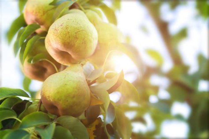 Will a Bradford pear pollinate a fruiting pear