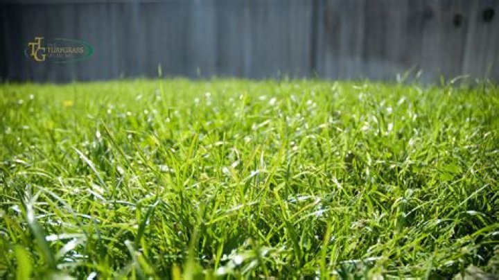 Will Bermuda grass grow from clippings