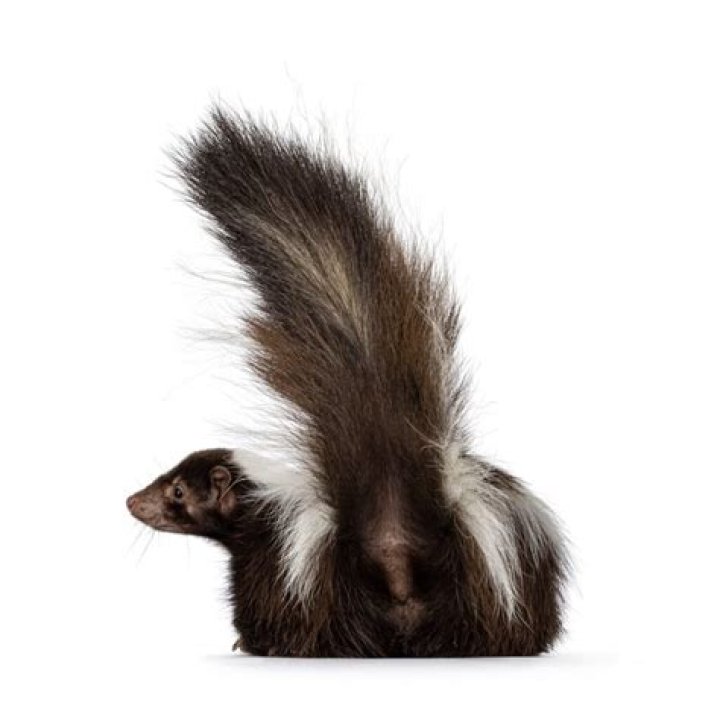 Will Febreze get rid of skunk smell