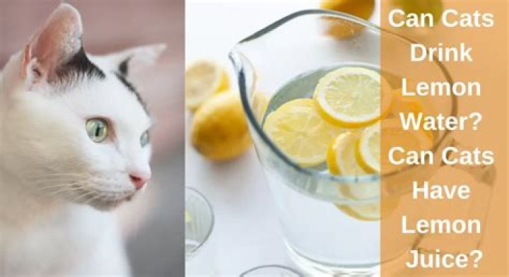 Will lemon juice repel cats