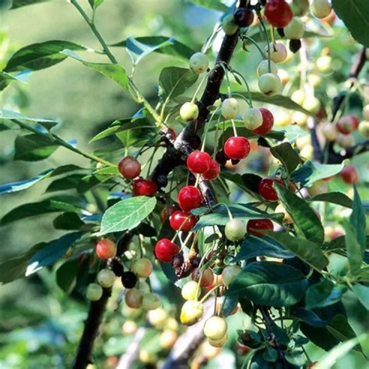Will North Star cherry pollinate Bing cherry