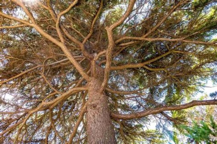 Will raid kill trees? | ContextResponse.com