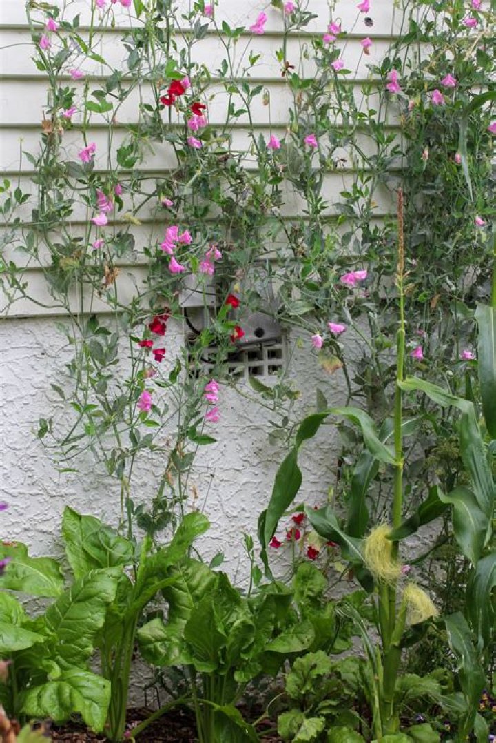 Will sweet peas grow up a wall?